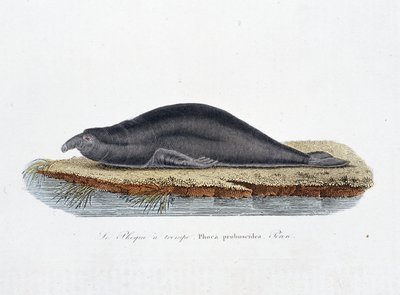 博物図譜。博物学者ビュフォン伯爵ジョルジュ・ルイ・ルクレール（1707〜1788）の『ビュフォン全集』に掲載されているアザラシ（Phoca proboscidea, Peron）を表現した動物学的板。1837年のエングレーヴィング。 作： Georges Louis Leclerc