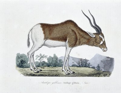 博物図譜。博物学者ビュフォン伯爵ジョルジュ・ルイ・ルクレール（1707-1788）の『ビュフォン全集』に掲載されているギボス・アンテロープ、ギボサ・アンテロープ、サヴィの動物学図。1837年に描かれたもの。 作： Georges Louis Leclerc