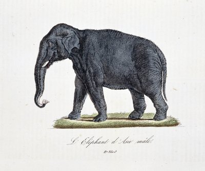 博物図譜。博物学者ビュフォン伯爵ジョルジュ・ルイ・ルクレール（1707-1788）の『ビュフォン全集』に掲載されている「アジアの象（オス）」の動物図鑑。1837年のエングレーヴィング。 作： Georges Louis Leclerc