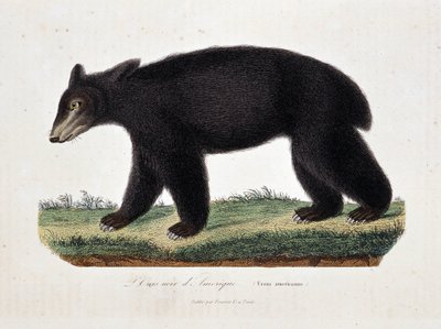 博物図譜。博物学者ビュフォン伯爵ジョルジュ・ルイ・ルクレール（1707〜1788）の『ビュフォンの著作』に掲載されているアメリカのツキノワグマ（Ursus americanus）を描いた動物図鑑。1837年に描かれたもの。 作： Georges Louis Leclerc