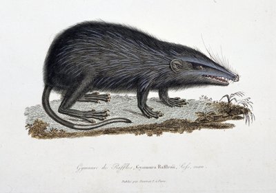 博物図譜。博物学者ビュフォン伯爵ジョルジュ・ルイ・ルクレール（1707-1788）の『ビュフォン全集』に掲載されている「ラッフルズのギムヌール」（Gymnura Rafflesii, Lefs, man）を描いた動物学図。1837年に描かれたもの。 作： Georges Louis Leclerc