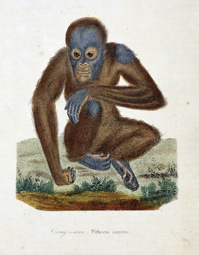 博物図譜。博物学者ビュフォン伯爵ジョルジュ・ルイ・ルクレール（1707-1788）の『ビュフォン全集』に掲載されたオランウータン（オラン・アウトラン、オラン・アウトラン、オラン・アウトラン）の動物図鑑。1837年に描かれたもの。 作： Georges Louis Leclerc