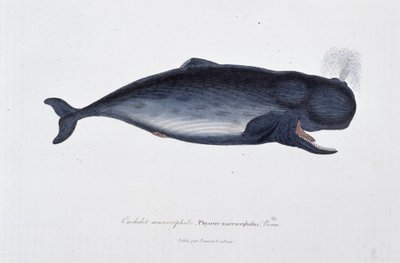 博物図譜。博物学者ビュフォン伯爵ジョルジュ・ルイ・ルクレール（1707-1788）の『ビュフォン著作集』に掲載されている、ボンのマッコウクジラ（Physeter macrocephalus）を描いた動物図鑑。1837年のエングレーヴィング。 作： Georges Louis Leclerc