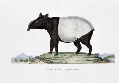 博物図譜。博物学者ビュフォン伯爵ジョルジュ・ルイ・ルクレール（1707-1788）の『ビュフォンの著作』に掲載されている舞鶴（タピルス・インディカス）の動物学的図。1837年のエングレーヴィング。 作： Georges Louis Leclerc