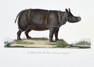 博物図譜。博物学者ビュフォン伯爵ジョルジュ・ルイ・ルクレール（1707〜1788）の『ビュフォン全集』に掲載されているジャワ島のサイ（Rhinoceros Javanicus）の動物学的図。1837年のエングレーヴィング。 作： Georges Louis Leclerc