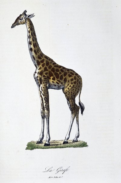 博物図譜。博物学者ビュフォン伯爵ジョルジュ・ルイ・ルクレール（1707-1788）の『ビュフォン全集』に掲載されたキリンの動物図鑑。1837年のエングレーヴィング。 作： Georges Louis Leclerc