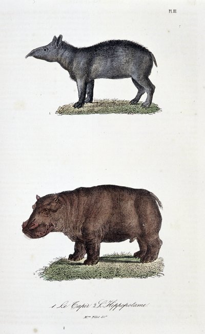 博物学的なボード。1.を表す動物学的ボード。The Tapir and 2.博物学者ビュフォン伯爵ジョルジュ・ルイ・ルクレール（1707-1788）の『ビュフォン全集』に掲載されている。1837年のエングレーヴィング。 作： Georges Louis Leclerc