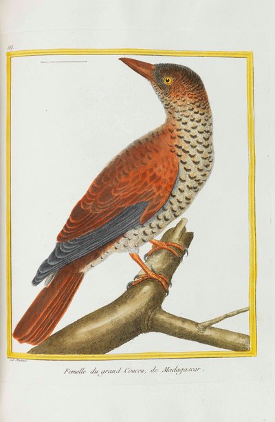 自然史。 鳥。 イルミネーションプレート、1782年。 作： Georges Louis Leclerc de Buffon