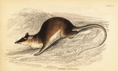 茶色の 4 つ目のオポッサム、Metachirus nudicaudatus。 、1841年（彫刻） 作： Georges Robert Waterhouse