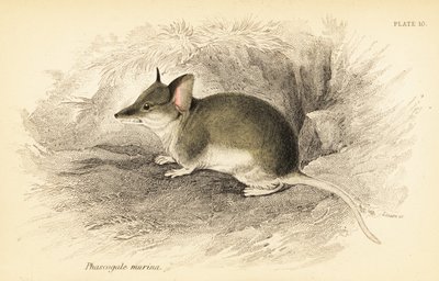 一般的なダンナート、Sminthopsis murina。 、1841年（彫刻） 作： Georges Robert Waterhouse