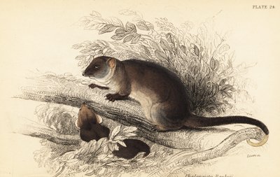 カワゲラ、Pseudocheirus peregrinus が見えます。 、1841年（彫刻） 作： Georges Robert Waterhouse