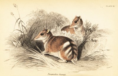 ヒガシバンディクート、Perameles gunnii.、1841年（彫刻） 作： Georges Robert Waterhouse
