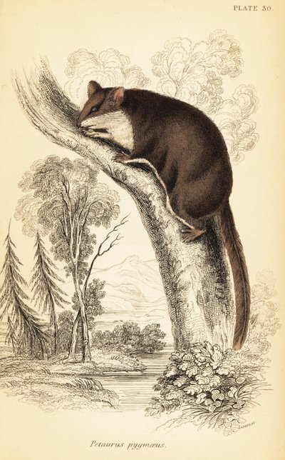 フェザーテイル グライダー、Acrobates pygmaeus。 、1841年（彫刻） 作： Georges Robert Waterhouse