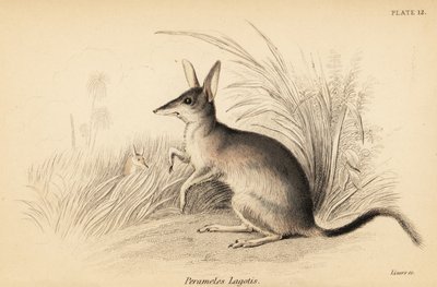 オオビルビー、マクロティス・ラゴティス。 絶滅危惧種。 、1841年（彫刻） 作： Georges Robert Waterhouse