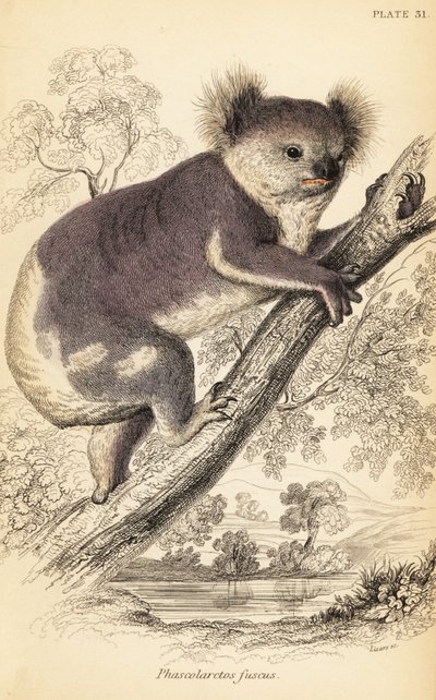 コアラ、Phascolarctos cinereus.、1841 年 (彫刻) 作： Georges Robert Waterhouse