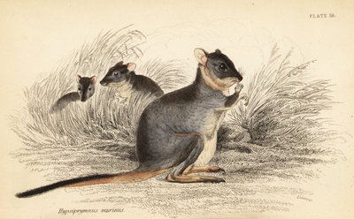 Long-footed potoroo、Potorous longipes。 傷つきやすい、1841 年 (彫刻) 作： Georges Robert Waterhouse