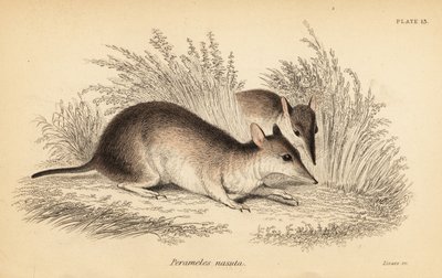 鼻の長いバンディクー、Perameles nasuta.、1841年（彫刻） 作： Georges Robert Waterhouse