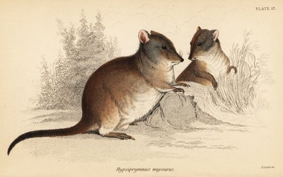 Long-nosed potoroo、Potorous tridactylus tridactylus.、1841 年 (彫刻) 作： Georges Robert Waterhouse