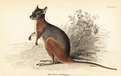 タマー ワラビー、マクロプス eugenii。、1841 年 (彫刻) 作： Georges Robert Waterhouse