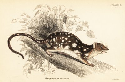 虎フクロネコ、Dasyurus maculatus、1841 年 (彫刻) 作： Georges Robert Waterhouse