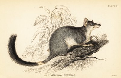 Tuan または一般的な wambenger、Phascogale タポアタファ。 、1841年（彫刻） 作： Georges Robert Waterhouse