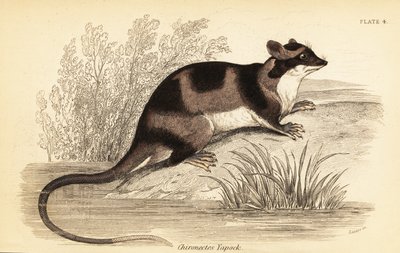 水オポッサムまたはヤポック、Chironectes minimus。 、1841年（彫刻） 作： Georges Robert Waterhouse