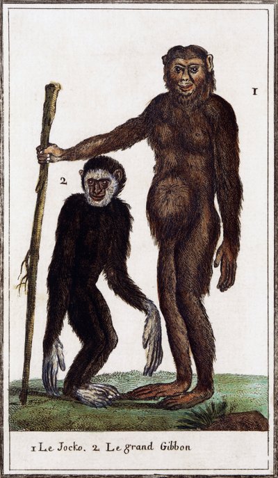ジョッコ、チンパンジーまたはテナガザル、イラスト フォーム Histoire naturelle、Georges-Louis Leclerc ブッフォン伯爵 (1707-1788)、水彩彫刻 作： Georges de Buffon