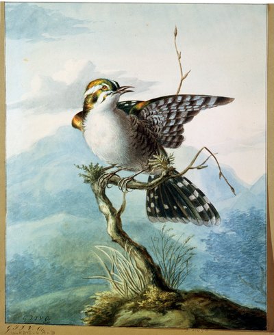 小さな鳥、1798 作： Georgius Jacobus Johannes van Os