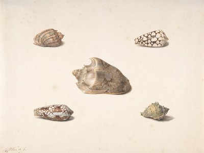 5 つのシェル、nd.. 作： Georgius Jacobus Johannes van Os