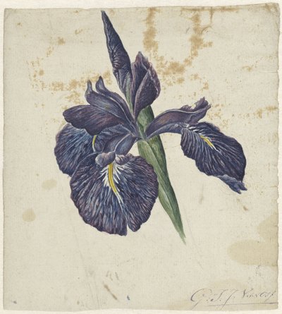 虹彩 作： Georgius Jacobus Johannes van Os