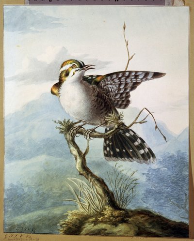 「小鳥」（小鳥） ゲオルギウス・ヤコブス・ヨハネス・ファン・オス（1782-1861）による水彩画 1798年 プーシキン美術館、モスクワ 作： Georgius Jacobus Johannes van Os