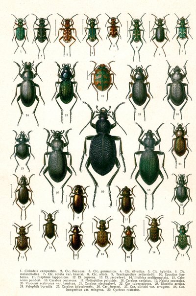 アンティークプリント「ヨーロッパのカブトムシの品種」 1910年頃（クロモリトグラフ 作： Georgiy Jacobson