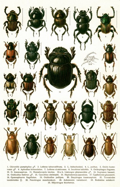 アンティークプリント「ヨーロッパのカブトムシの品種」 1910年頃（クロモリソグラフ 作： Georgiy Jacobson