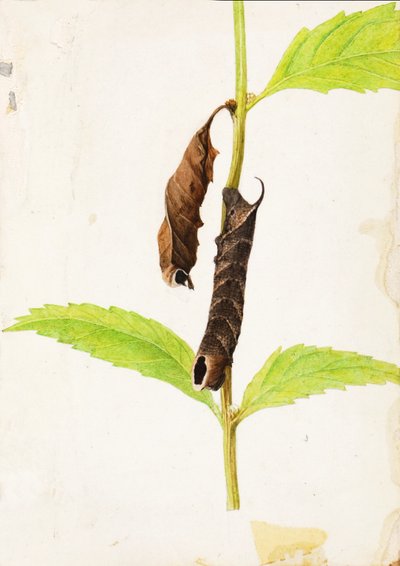 スフィンクス キャタピラーを模倣したカールした枯れ葉...、20 世紀初頭。 作： Gerald H. Thayer