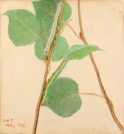ミラーバック "アオムシ、『動物界における色彩の隠蔽』のための習作 作： Gerald H. Thayer