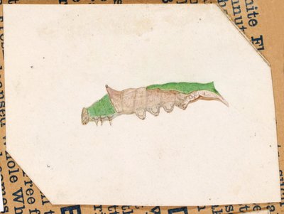 オーク リーフ エッジ キャタピラー...、20 世紀初頭。 作： Gerald H. Thayer
