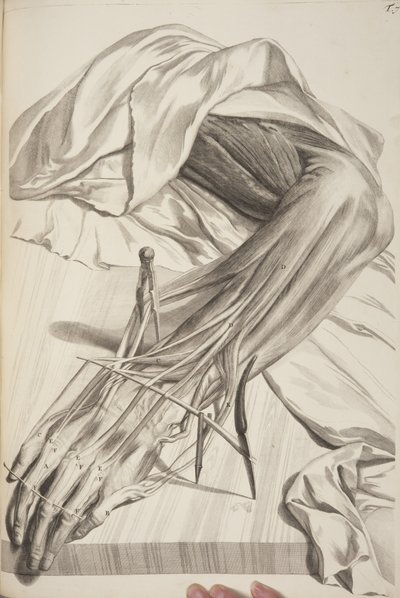 Govard Bidlooによる人体の解剖学、1685年 作： Gerard de Lairesse