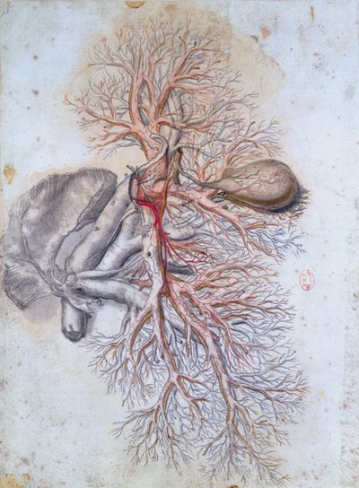Govard Bidloo（1649-1713）c.1685によるAnatomia Humani Corporisの肝臓と胆嚢の血管 作： Gerard de Lairesse