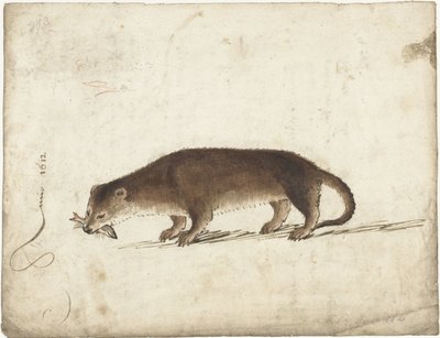 魚をくわえたカワウソ 作： Gerard ter Borch (I)