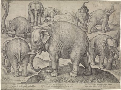 8頭のゾウ 作： Gerard van Groeningen