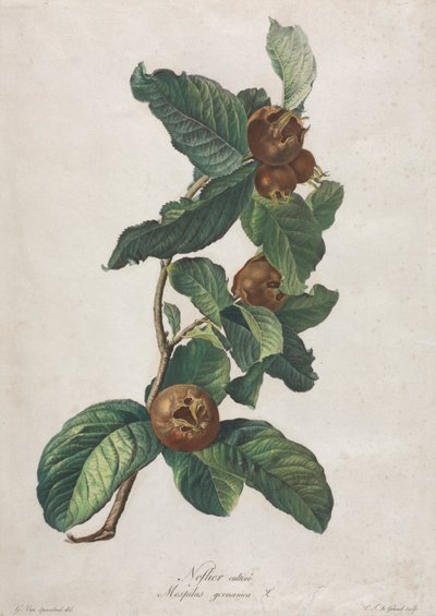 栽培メドラー (Mespilus germanica) 作： Gerard van Spaendonck