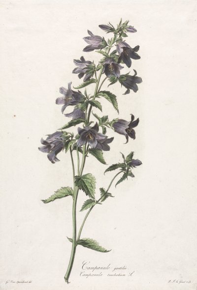 自然から引き出された花：キキョウ 作： Gerard van Spaendonck