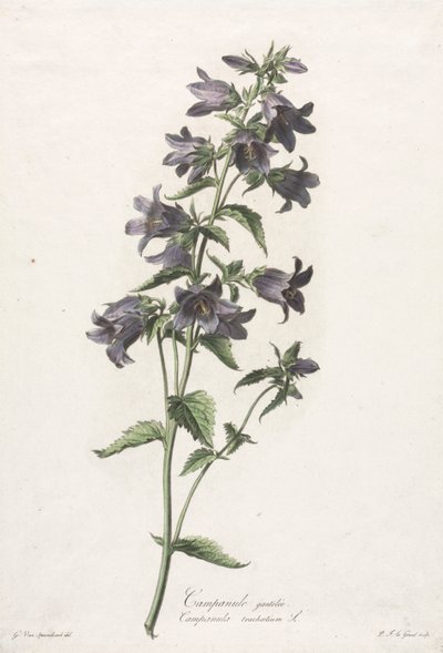 自然から描かれた花：手袋をしたカンパニュラc。 1800。 作： Gerard van Spaendonck