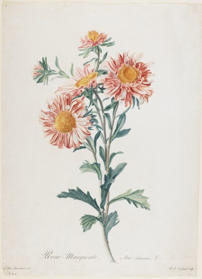 レーヌマルグリット、Fleurs Dessinees d&39;apres Nature作、1800年頃（手描きの点描彫刻） 作： Gerard van Spaendonck
