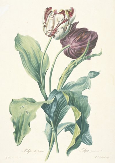 ガーデンチューリップ（「自然の恵みの花」より）1800年頃 作： Gerard van Spaendonck