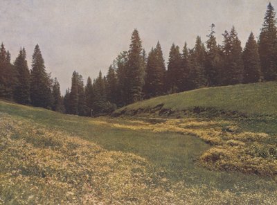 ドイツ、黒い森、フェルトベルクの草原（カラー写真） 作： German Photographer