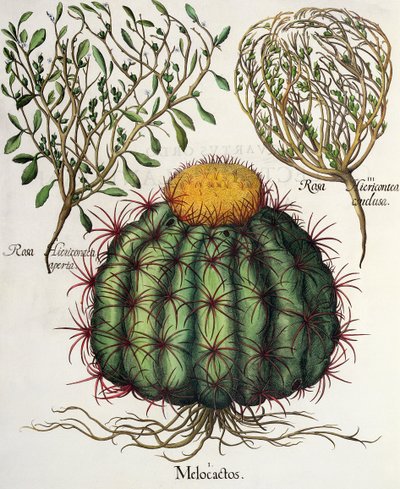 1.Melocactus; 2.Rosa Hiericonteaオープン。 3.Rosa Hiericonteaは、バジルベスラー（1561-1629）のEystettensisから出版されました。 1613 作： German School