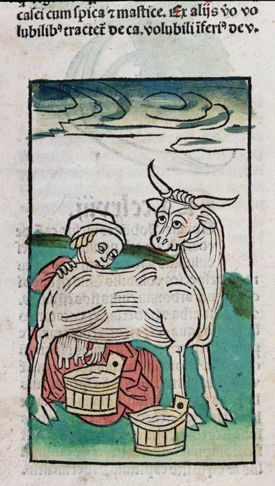 牛を搾乳するメイド、1491年（色の木版画） 作： German School