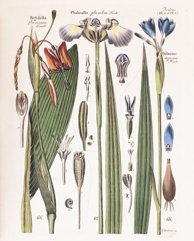 「庭師、植物学者および花の友人のための日記」からの版、1840-43 作： German School