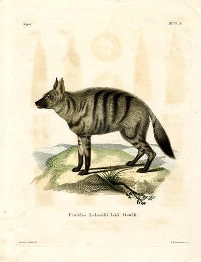Aardwolf (彩色済み彫刻) 作： German School